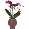 Lila Schmetterlingsorchidee FloraSelf Im Scandic Keramik Übertopf Ø 11 Cm -FloraSelf Geschäft DV 8 10573174 01 4c NL 20220609051659