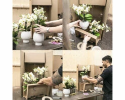 Schmetterlingsorchidee 2er-Pack FloraSelf Phalaenopsis 'Trento' H 35-40 Cm Ø 9 Cm Topf Creme -FloraSelf Geschäft DV 8 10573179 02 4c NL 20220705131755