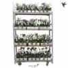 Schmetterlingsorchidee FloraSelf Phalaenopsis Multiflora H 50-60 Cm Ø 9 Cm Topf 2 Rispen Versch. Farben Inkl. Keramik Übertopf -FloraSelf Geschäft DV 8 10573187 09 4c NL 20221208131659