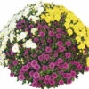 Chrysantheme Party Trio FloraSelf Chrysanthemum Indicum Mix Ø 32 Cm Topf Durchmesser Pflanze Ca. 70 Cm