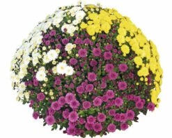 Chrysantheme Party Trio FloraSelf Chrysanthemum Indicum Mix Ø 32 Cm Topf Durchmesser Pflanze Ca. 70 Cm