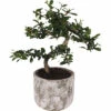 Chinesische Feige S-Shape FloraSelf Ficus Microcarpa Ginseng H 30-35 Cm Ø 15 Cm Topf Inkl. Keramik Übertopf Deep Forest -FloraSelf Geschäft DV 8 10579565 01 4c NL 20220721051656