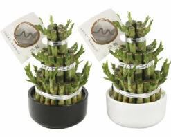 Glücksbambus, Lucky Bamboo Turm Rund FloraSelf Dracaena Sanderiana H Ca. 20 Cm Inkl. Keramikübertopf