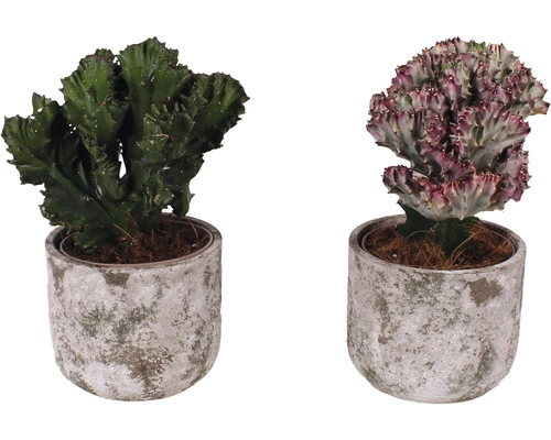 Korallen-Wolfsmilch FloraSelf Ø 15 Cm Versch. Sorten Inkl. Keramik Übertopf Deep Forest 3 Korallen-Wolfsmilch FloraSelf Ø 15 Cm Versch. Sorten Inkl. Keramik Übertopf Deep Forest