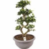 Chinesische Feige 8-Shape FloraSelf Ficus Microcarpa Ginseng H Ca. 70 Cm Ø 35 Cm Topf Inkl. Kunststoffschale Taupe -FloraSelf Geschäft DV 8 10579575 01 4c NL 20220721051656