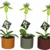 Venusschuh, Frauenschuh-Orchidee FloraSelf Paphiopedilum Femma H 40-50 Cm Ø 9 Cm Topf Inkl. Keramik Übertopf -FloraSelf Geschäft DV 8 10579583 01 4c NL 20220721051656