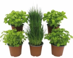 BIO Kräuter Set FloraSelf Bio Basics Kräuter 6 Stk. Ø 12 Cm Topf
