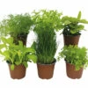 BIO Kräuter Set FloraSelf Bio Salat Kräuter 6 Stk. Ø 12 Cm Topf -FloraSelf Geschäft DV 8 10581263 01 4c DE 20220725091656
