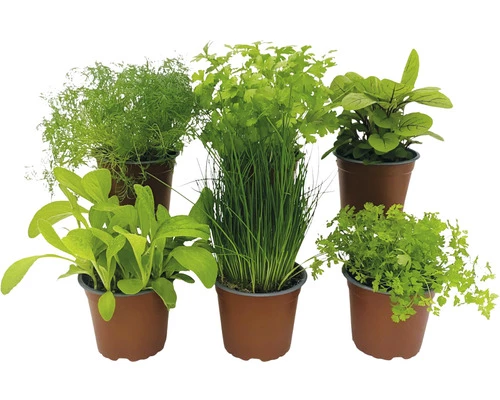 BIO Kräuter Set FloraSelf Bio Salat Kräuter 6 Stk. Ø 12 Cm Topf 3 BIO Kräuter Set FloraSelf Bio Salat Kräuter 6 Stk. Ø 12 Cm Topf