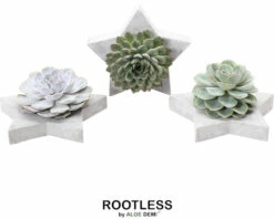 Echeverie Mix Rootless FloraSelf Sternförmige Schale