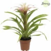Bromelie, Guzmania FloraSelf Guzmania 'Deseo Magical' H 20-30 Cm Ø 12 Cm Topf Weiß