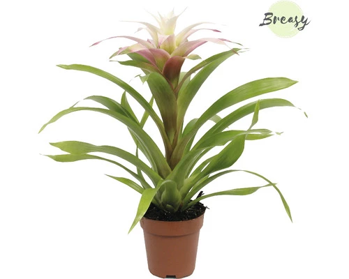Bromelie, Guzmania FloraSelf Guzmania 'Deseo Magical' H 20-30 Cm Ø 12 Cm Topf Weiß 4 Bromelie, Guzmania FloraSelf Guzmania 'Deseo Magical' H 20-30 Cm Ø 12 Cm Topf Weiß – Bild 2