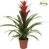 Bromelie, Guzmania FloraSelf Guzmania 'Suerte' H 20-30 Cm Ø 12 Cm Topf Rot -FloraSelf Geschäft DV 8 10588954 01 4c NL 20220814071409