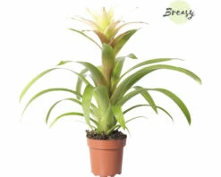 Bromelie, Guzmania FloraSelf Guzmania 'Suerte' H 20-30 Cm Ø 12 Cm Topf Weiß