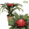 Bromelie, Guzmania FloraSelf Guzmania 'Priscilla' H 20-25 Cm Ø 9 Cm Topf