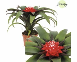 Bromelie, Guzmania FloraSelf Guzmania 'Priscilla' H 20-25 Cm Ø 9 Cm Topf