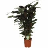 Korbmarante FloraSelf Calathea 'Compactstar' H 80-90 Cm Ø 21 Cm Topf -FloraSelf Geschäft DV 8 10598178 01 4c NL 20220920140702