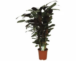 Korbmarante FloraSelf Calathea 'Compactstar' H 80-90 Cm Ø 21 Cm Topf
