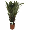 Korbmarante FloraSelf Calathea 'Tropistar' H Ca. 105 Cm Ø 21 Cm Topf -FloraSelf Geschäft DV 8 10598882 01 4c NL 20220920141415