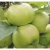 Bio Säulenapfel Aromaspur® FloraSelf Bio Malus Domestica Aromaspur® H 130-150 Cm Co 7,5 L Grün -FloraSelf Geschäft DV 8 10603656 01 4c DE 20230203164351