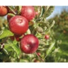 Bio Herbstapfel Terrasse FloraSelf Bio Malus Domestica 'Florina' ® H 60-80 Cm Co 5 L -FloraSelf Geschäft DV 8 10603658 01 4c DE 20230203153709