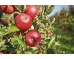 Bio Herbstapfel Terrasse FloraSelf Bio Malus Domestica 'Florina' ® H 60-80 Cm Co 5 L