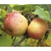 Bio Winterapfel Terrasse FloraSelf Bio Malus Domestica 'Topaz'® H 60-80 Cm Co 5 L -FloraSelf Geschäft DV 8 10603660 01 4c DE 20230124051752