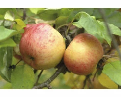 Bio Winterapfel Terrasse FloraSelf Bio Malus Domestica 'Topaz'® H 60-80 Cm Co 5 L