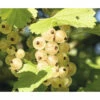 Bio Weiße Johannisbeere Stämmchen FloraSelf Bio Ribes Rubrum 'Weiße Versailler' H 80-100 Cm Co 5 L -FloraSelf Geschäft DV 8 10603681 01 4c DE 20230203163206