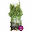 15 X Schwarzer Gartenbambus FloraSelf Fargesia Nitida Black Pearl H 100-125 Cm Co 20 L Für Ca. 10 Lfm Hecke -FloraSelf Geschäft DV 8 10604840 01 4c DE 20221115074750