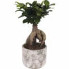 Chinesische Feige FloraSelf Ficus Microcarpa Ginseng H 30-35 Cm Ø 15 Cm Topf Inkl. Keramik Übertopf Deep Forest -FloraSelf Geschäft DV 8 10612159 01 4c NL 20221123051700