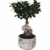 Chinesische Feige FloraSelf Ficus Microcarpa Ginseng H 30-40 Cm Ø 18 Cm Topf Inkl. Keramik Übertopf Deep Forest -FloraSelf Geschäft DV 8 10612160 01 4c NL 20221123043834