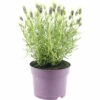 Schopflavendel FloraSelf Lavandula Stoechas 'Anouk' H 20-25 Cm Ø 15 Cm Topf Weiß -FloraSelf Geschäft DV 8 10615309 01 4c CH 20230225214656