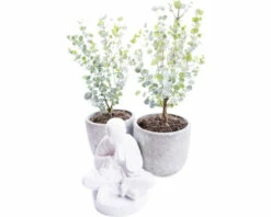 Mostgummi-Eukalyptus FloraSelf Eucalyptus Gunnii 'Azura' H Ca. 50 Cm Co 3 L