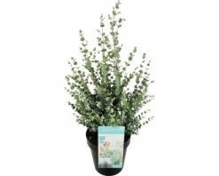 Mostgummi-Eukalyptus FloraSelf Eucalyptus Gunnii 'Azura' H Ca. 50 Cm Co 3 L -FloraSelf Geschäft DV 8 10615313 03 4c CH 20230225214656