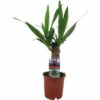 Riesen-Palmlilie, Yuccapalme FloraSelf Yucca Elephantipes H Ca. 40 Cm Ø 12 Cm Topf -FloraSelf Geschäft DV 8 10620816 01 4c NL 20221215201720