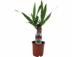 Riesen-Palmlilie, Yuccapalme FloraSelf Yucca Elephantipes H Ca. 40 Cm Ø 12 Cm Topf