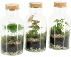 Flaschengarten FloraSelf Komplettset-Marion