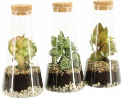 Flaschengarten FloraSelf Komplettset-Chantal