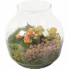 Zimmerpflanzen Arrangement Orange FloraSelf Ø 18 Cm Glasvase Edge 100% Recyceltes Glas
