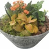 Zimmerpflanzen Arrangement Orange FloraSelf Ø 19 Cm Glasschale -FloraSelf Geschäft DV 8 10620828 01 4c NL 20221214110254