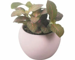 Mosaikpflanze FloraSelf Ø 8 Cm Topf Inkl. Keramik Übertopf Rosa