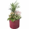 Zimmerpflanzen Arrangement FloraSelf Ø 14 Cm Keramik Übertopf Bordeaux 3 Pflanzen