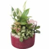 Zimmerpflanzen Arrangement FloraSelf Ø 18 Cm Keramikschale Muster Bordeaux 4 Pflanzen -FloraSelf Geschäft DV 8 10620841 01 4c NL 20221214110042