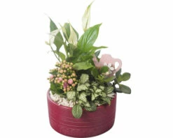 Zimmerpflanzen Arrangement FloraSelf Ø 18 Cm Keramikschale Muster Bordeaux 4 Pflanzen
