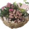 Zimmerpflanzen Arrangement FloraSelf Ø 20 Cm Metallschale Mit Seil 3 Pflanzen -FloraSelf Geschäft DV 8 10620846 01 4c NL 20221214110715