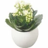 Kalanchoe FloraSelf Ø 8 Cm Topf Inkl. Keramik Übertopf Weiß -FloraSelf Geschäft DV 8 10620847 01 4c NL 20221214111835