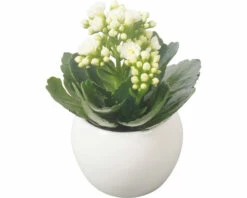 Kalanchoe FloraSelf Ø 8 Cm Topf Inkl. Keramik Übertopf Weiß