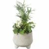 Zimmerpflanzen Arrangement FloraSelf Ø 17 Cm Keramikschale 3 Pflanzen -FloraSelf Geschäft DV 8 10620854 01 4c NL 20221214105013