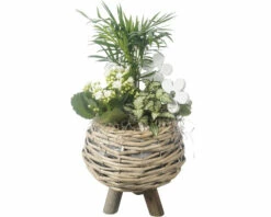 Zimmerpflanzen Arrangement FloraSelf Ø 23 Cm Pflanzkorb Schilf Mit Beine 3 Pflanzen